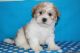 Maltese Puppies for sale in Assaria, KS 67416, USA. price: $370