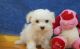 Maltese Puppies for sale in Altamonte Springs, FL, USA. price: NA
