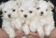 Maltese Puppies for sale in Rancho Palos Verdes, CA, USA. price: NA