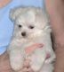Maltese Puppies for sale in Angwin, CA 94508, USA. price: NA