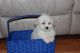Maltese Puppies for sale in Park Rapids, MN 56470, USA. price: NA
