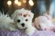 Maltese Puppies for sale in Oakland Park, FL, USA. price: NA