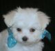 Maltese Puppies for sale in Wilson, NC, USA. price: NA