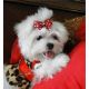 Maltese Puppies for sale in Center Barnstead, Barnstead, NH, USA. price: $480