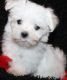 Maltese Puppies for sale in Toronto, ON, Canada. price: NA