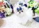 Maltese Puppies for sale in Lafayette, LA, USA. price: NA