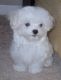 Maltese Puppies for sale in Oceanside, CA, USA. price: NA