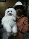 Maltese Puppies for sale in New Delhi, Delhi 110001, India. price: 90000 INR