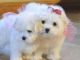 Maltese Puppies for sale in South Bend, IN, USA. price: NA