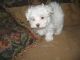 Maltese Puppies for sale in Syracuse, NY, USA. price: NA