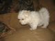 Maltese Puppies for sale in Gilbert, AZ, USA. price: NA