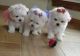 Maltese Cats for sale in Bakersfield, CA, USA. price: NA