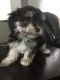 Maltese Puppies for sale in Springfield, MA, USA. price: $650