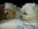 Maltese Puppies for sale in Yuma, CO 80759, USA. price: NA