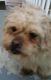 Maltese Puppies for sale in East Hartford, CT, USA. price: NA