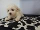 Maltese Puppies for sale in California, USA. price: NA