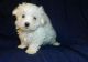 Maltese Puppies for sale in Manchester, NH, USA. price: $280