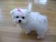 Maltese Puppies for sale in Amagon, AR, USA. price: $550