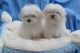 Maltese Puppies for sale in Alakanuk, AK, USA. price: NA