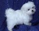 Maltese Puppies for sale in Inglewood, CA, USA. price: NA
