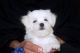 Maltese Puppies for sale in Adak, AK, USA. price: NA
