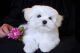 Maltese Puppies for sale in Peoria, AZ, USA. price: NA