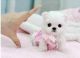 Maltese Puppies for sale in East Los Angeles, CA, USA. price: $400