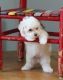 Maltese Puppies for sale in East Los Angeles, CA, USA. price: $400