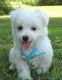 Maltese Puppies for sale in Chandler, AZ, USA. price: NA