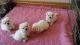 Maltese Puppies for sale in Anaheim, CA, USA. price: NA