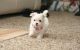 Maltese Puppies for sale in East Los Angeles, CA, USA. price: NA