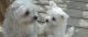 Maltese Puppies for sale in Illinois, USA. price: NA