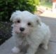 Maltese Puppies for sale in Albertville, MN, USA. price: NA