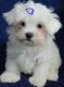 Maltese Puppies for sale in North Bergen, NJ, USA. price: NA