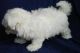 Maltese Puppies for sale in Jackson, MS, USA. price: $300