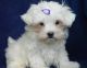 Maltese Puppies for sale in Allentown, PA, USA. price: NA