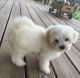 Maltese Puppies for sale in Henderson, NV, USA. price: $300