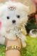 Maltese Puppies for sale in Mesquite, TX, USA. price: NA
