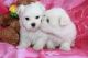 Maltese Puppies for sale in Richardson, TX, USA. price: NA