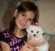Maltese Puppies for sale in Round Rock, TX, USA. price: NA