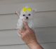 Maltese Puppies for sale in Alvord, TX 76225, USA. price: NA