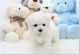 Maltese Puppies for sale in California, USA. price: NA
