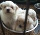 Maltese Puppies for sale in York, ME, USA. price: $300