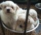 Maltese Puppies for sale in Worcester, MA, USA. price: NA