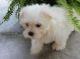 Maltese Puppies for sale in Anchorage, AK, USA. price: $390