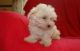 Maltese Puppies for sale in New Haven, CT, USA. price: $400