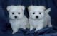 Maltese Puppies for sale in Hialeah, FL, USA. price: NA