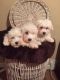 Maltese Puppies for sale in North Las Vegas, NV, USA. price: $300