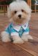 Maltese Puppies for sale in Scottsdale, AZ, USA. price: NA