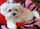 Maltese Puppies for sale in Anaheim, CA, USA. price: $100